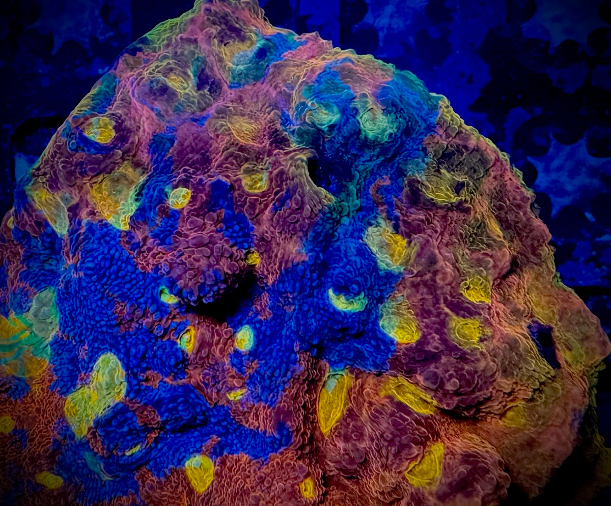 Rainbow Chalice Frag 1.5” – Palmetto Reef