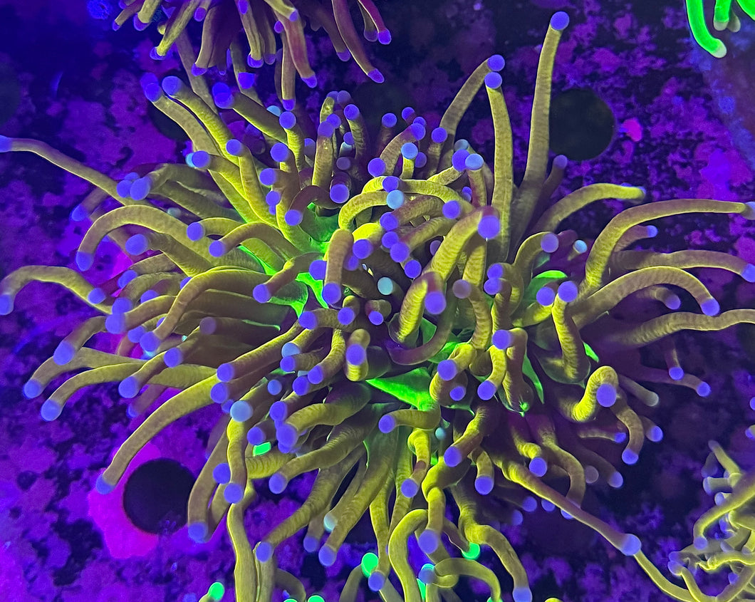 PR Dragon Tamer Torch WYSIWYG