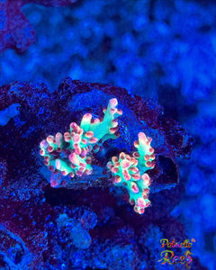Strawberry Shortcake Acropora