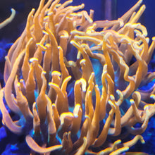 Load image into Gallery viewer, Elite Reef Colorado Sunburst Anemone