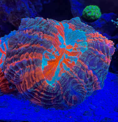 WYSIWYG ACANTHOS