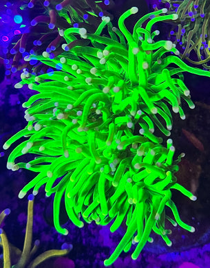 PR Cotton Candy WYSIWYG