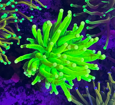 PR Carebear Torch WYSIWYG