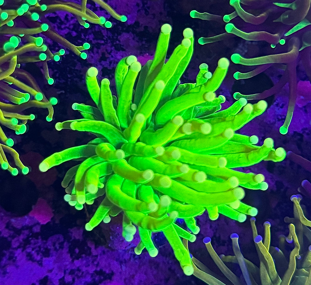 PR Carebear Torch WYSIWYG