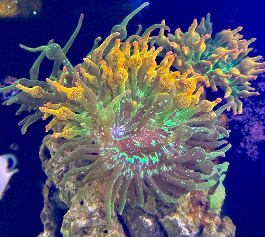 Nexxus Anemone STOCK