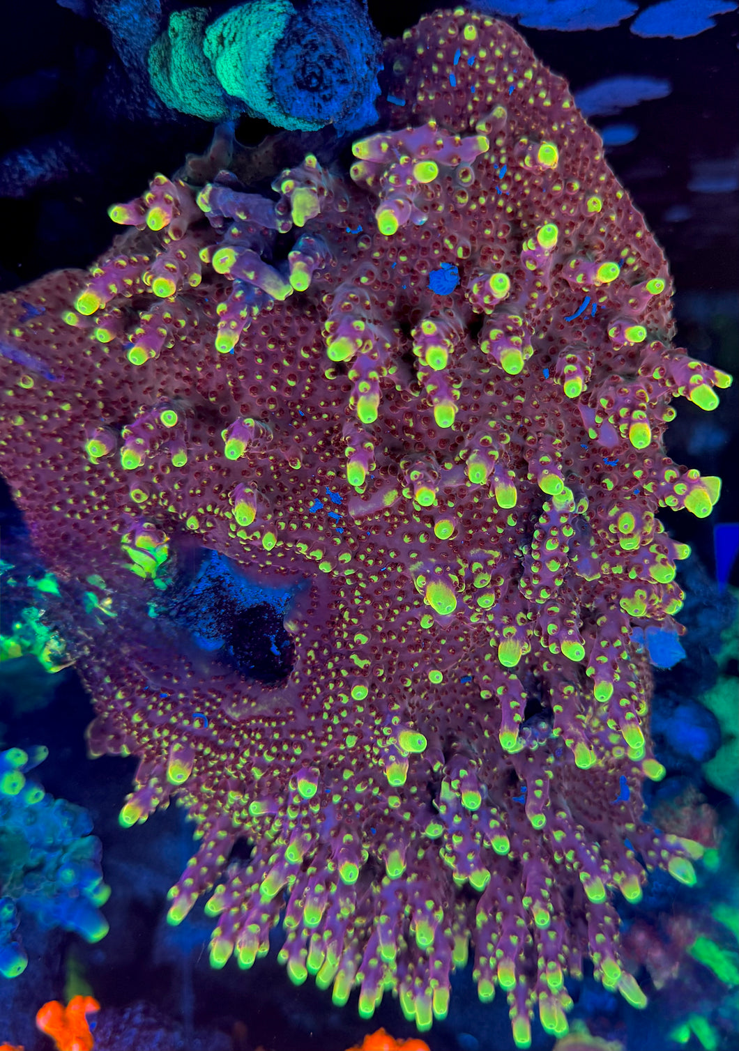 JF FOXFLAME Acropora STOCK