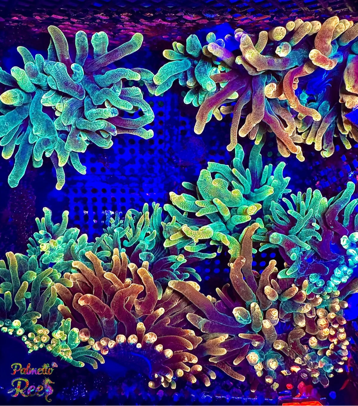 anemone様　オーダー　ダイヤモンドアート　11-2 Canadian Sunburst Anemone STOCK – Palmetto Reef