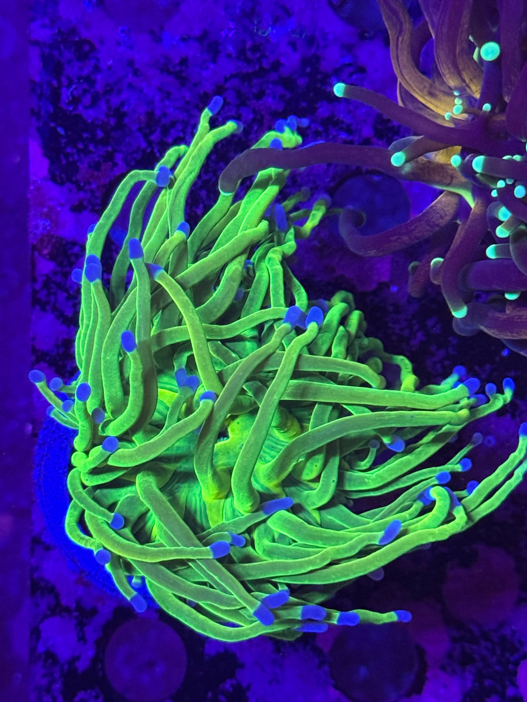 PR Holy Grail Torch WYSIWYG