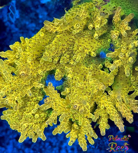 PR Granny Smith Acropora STOCK