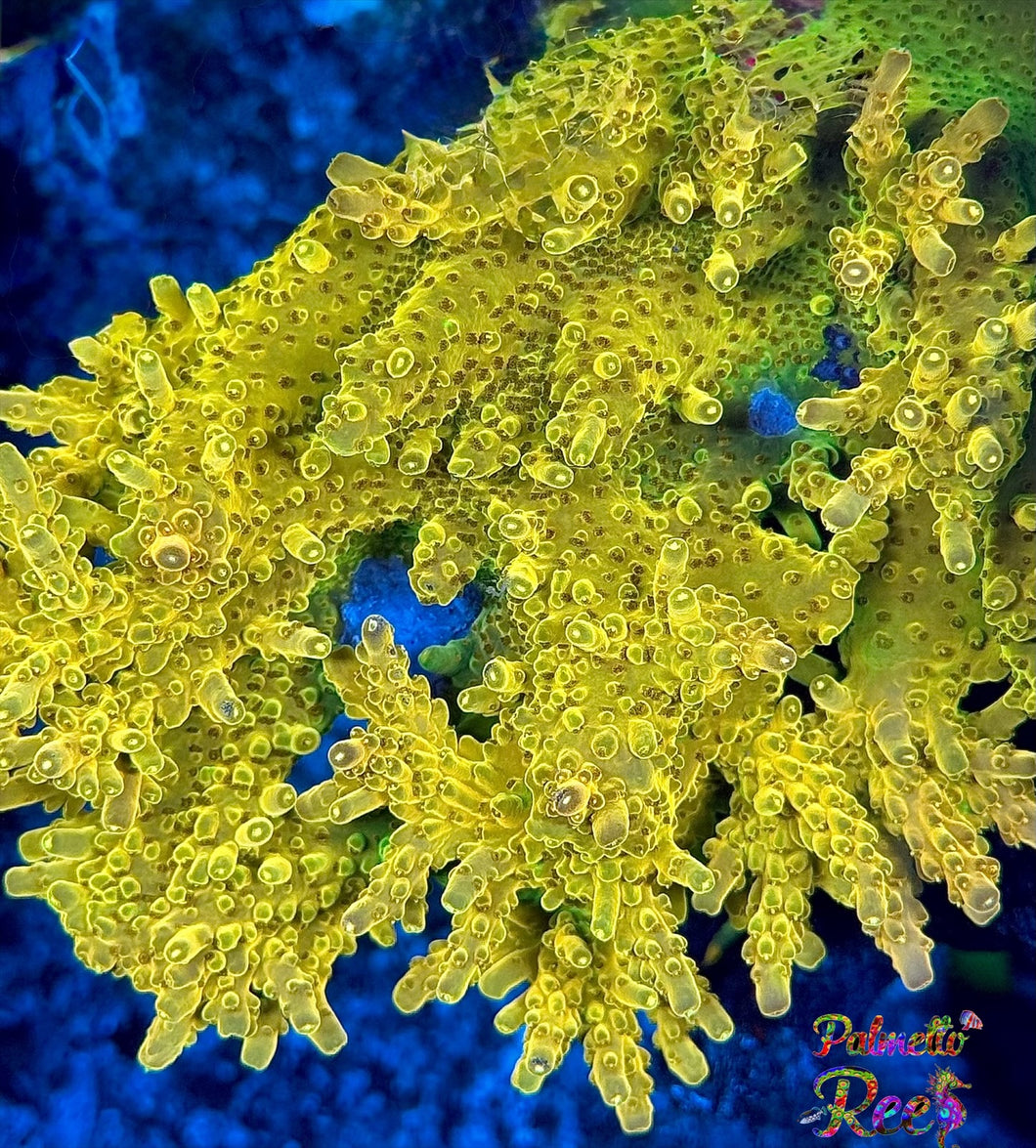 PR Granny Smith Acropora STOCK