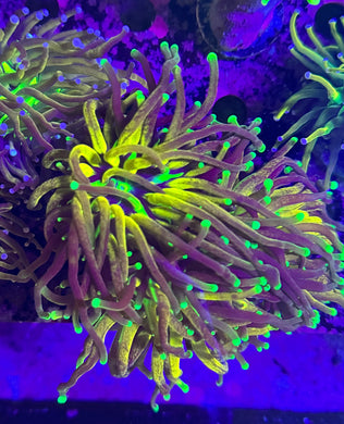 PR Hellfire Torch WYSIWYG