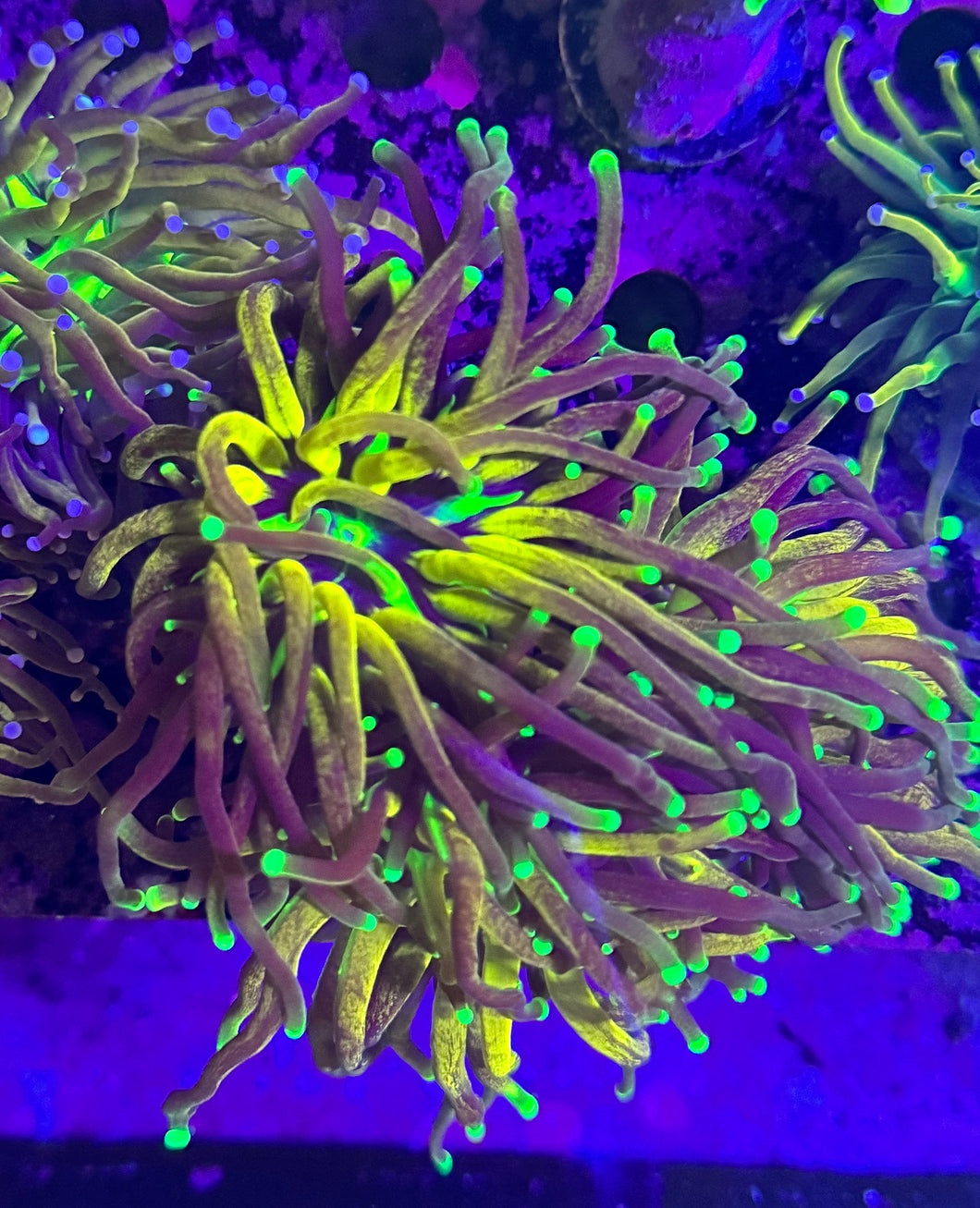 PR Hellfire Torch WYSIWYG