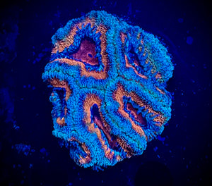 Rainbow Acan Mini Colony(WYSIWYG)#14