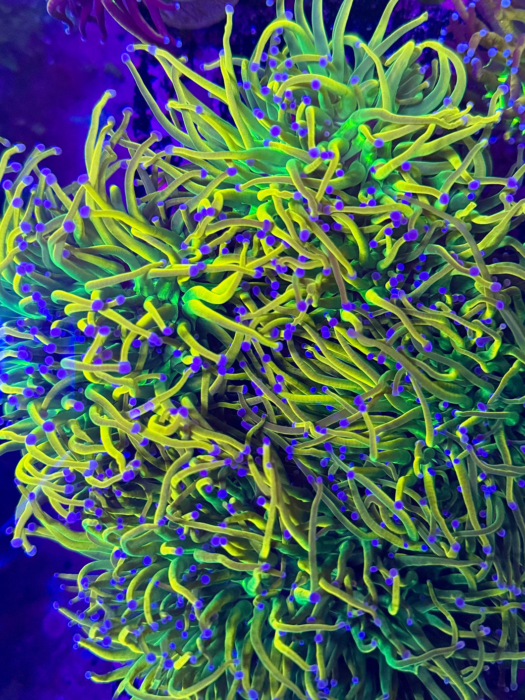 PR Dragon Tamer STOCK