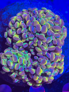Hologram Hammer STOCK