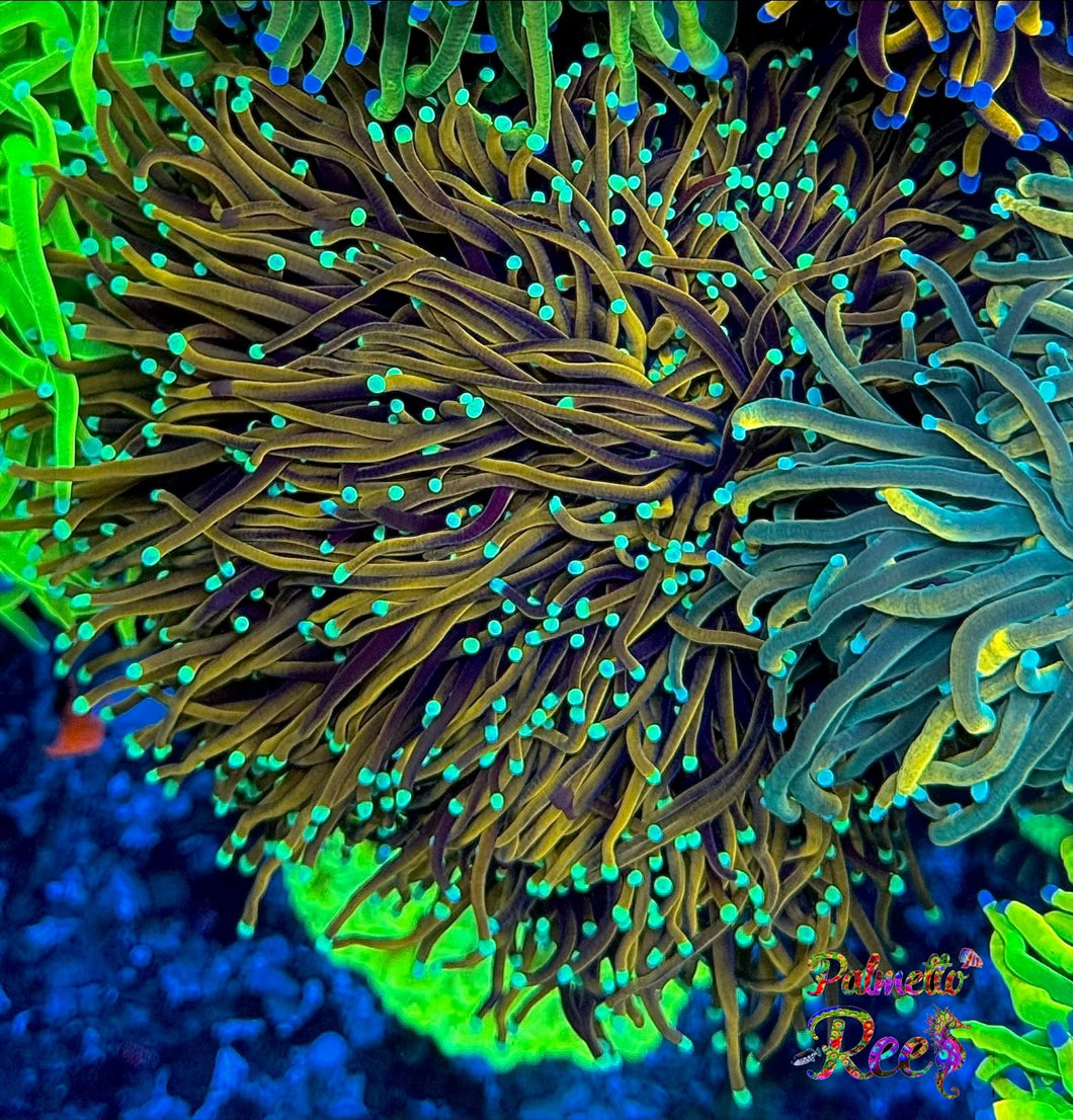 Orange Peel Torch STOCK