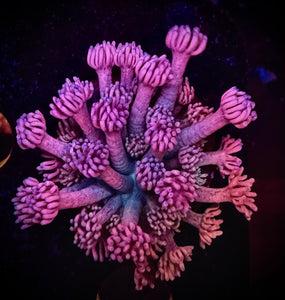 PR Pink Starburst Gonipora (WYSIWYG)#20