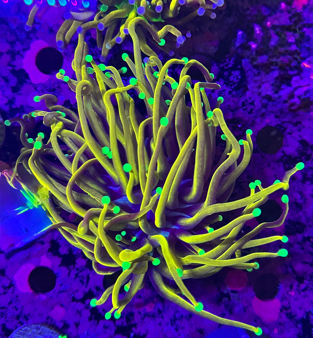 PR Banana torch WYSIWYG