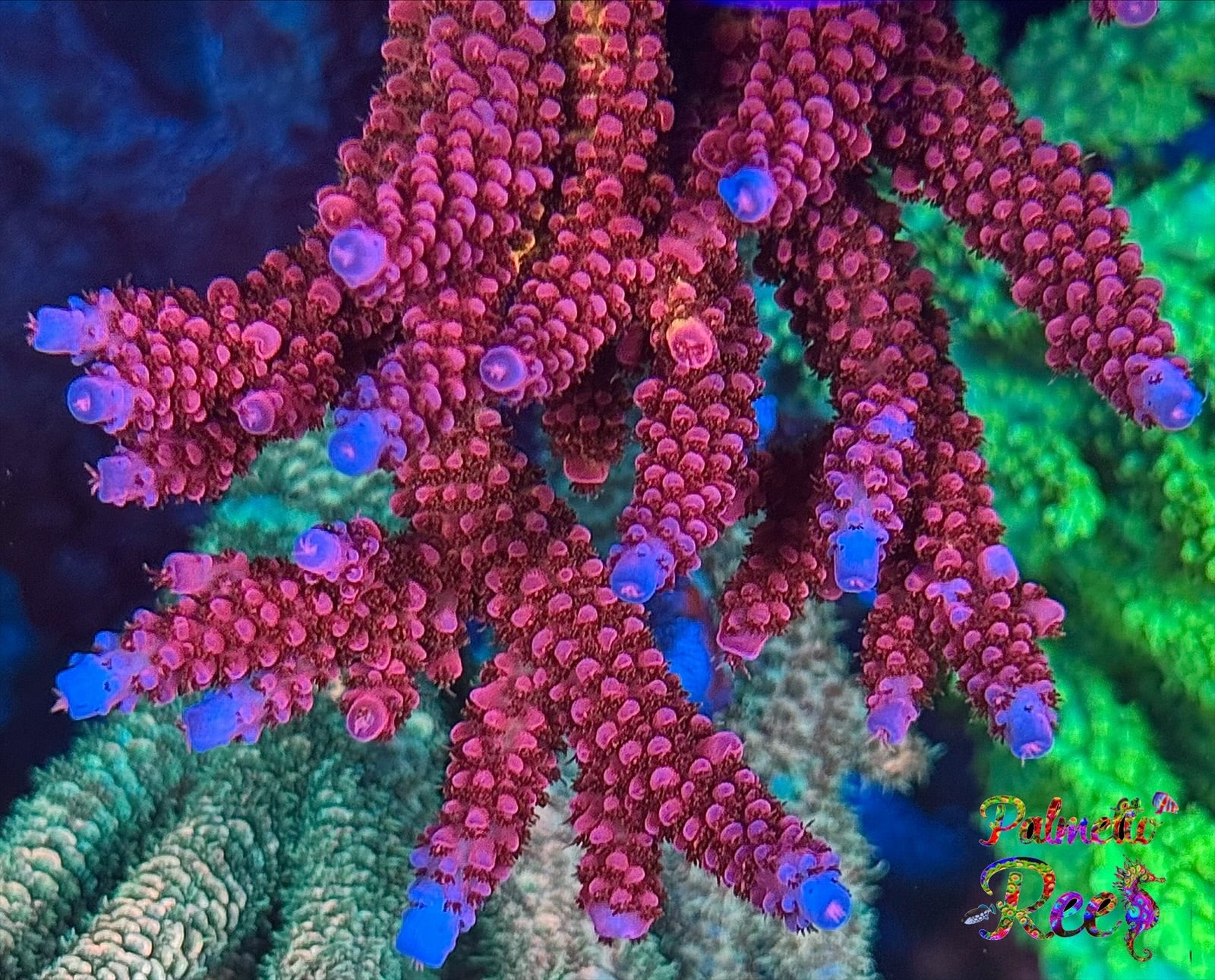 PC Rainbow Acropora STOCK – Palmetto Reef