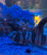 Load image into Gallery viewer, Zebra Horn Shark