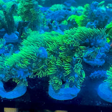 Load image into Gallery viewer, Branching Green Star Polyp STOCK