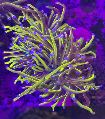 PR Nine Tails Torch WYSIWYG