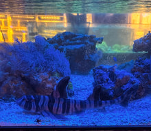 Load image into Gallery viewer, Zebra Horn Shark