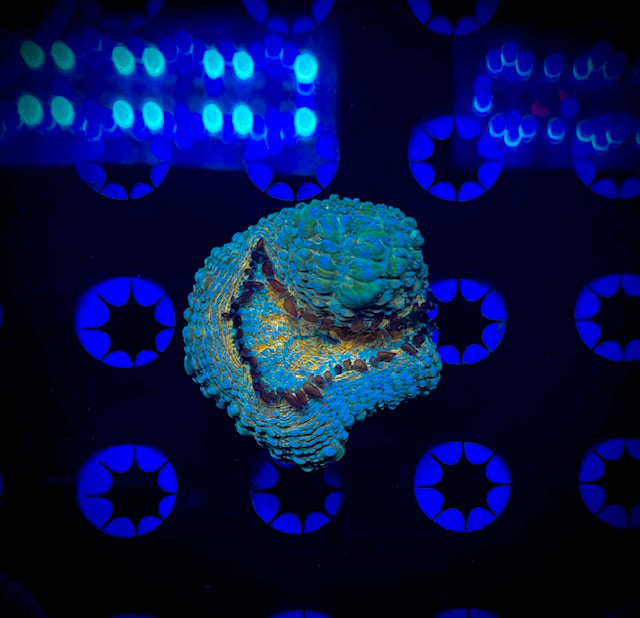 Ultra Lobo Frag (WYSIWYG)