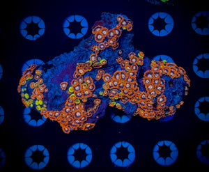 Mixed Zoa Colony (WYSIWYG)