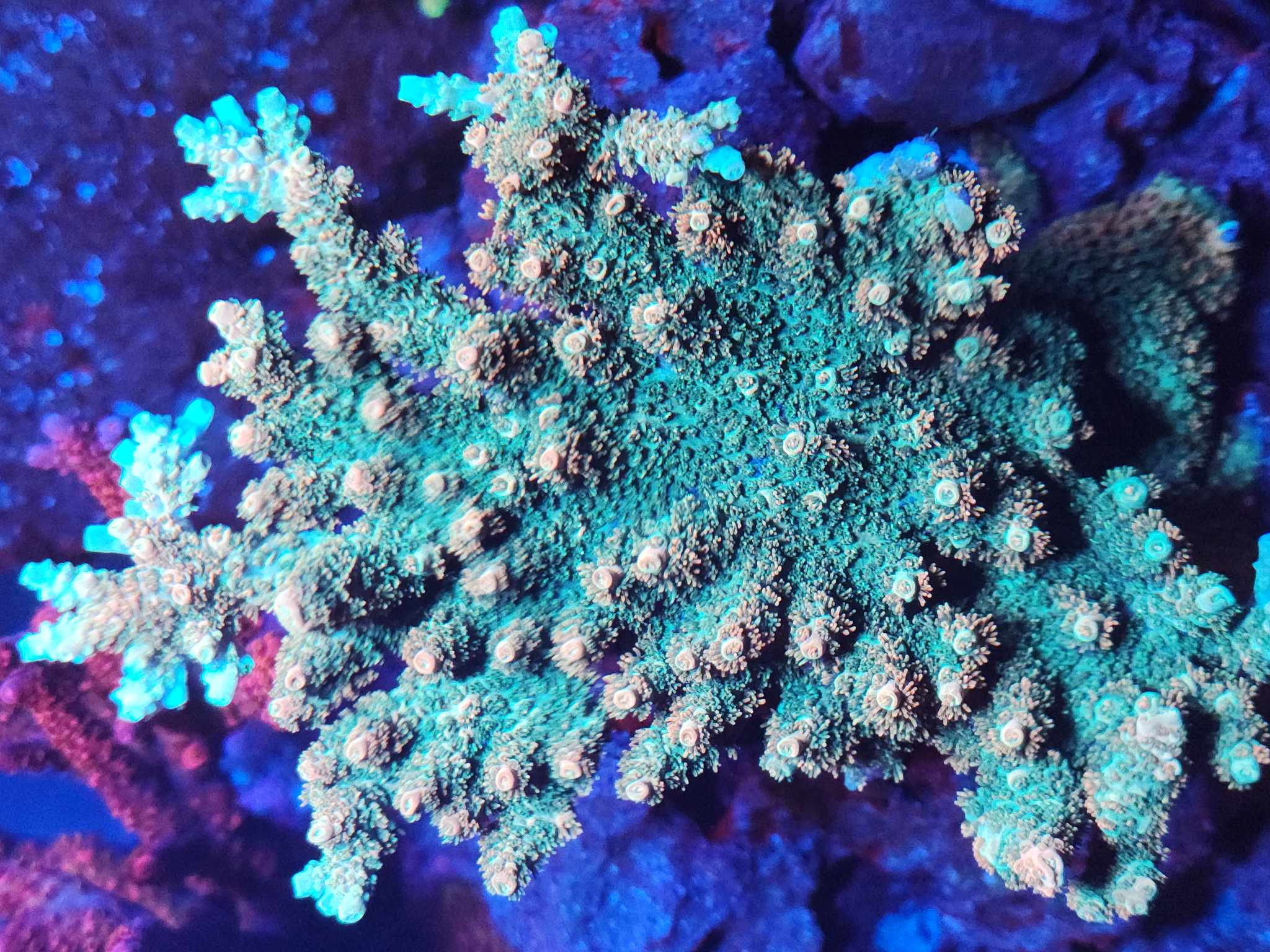 TSA Bill Murray Acro – Palmetto Reef