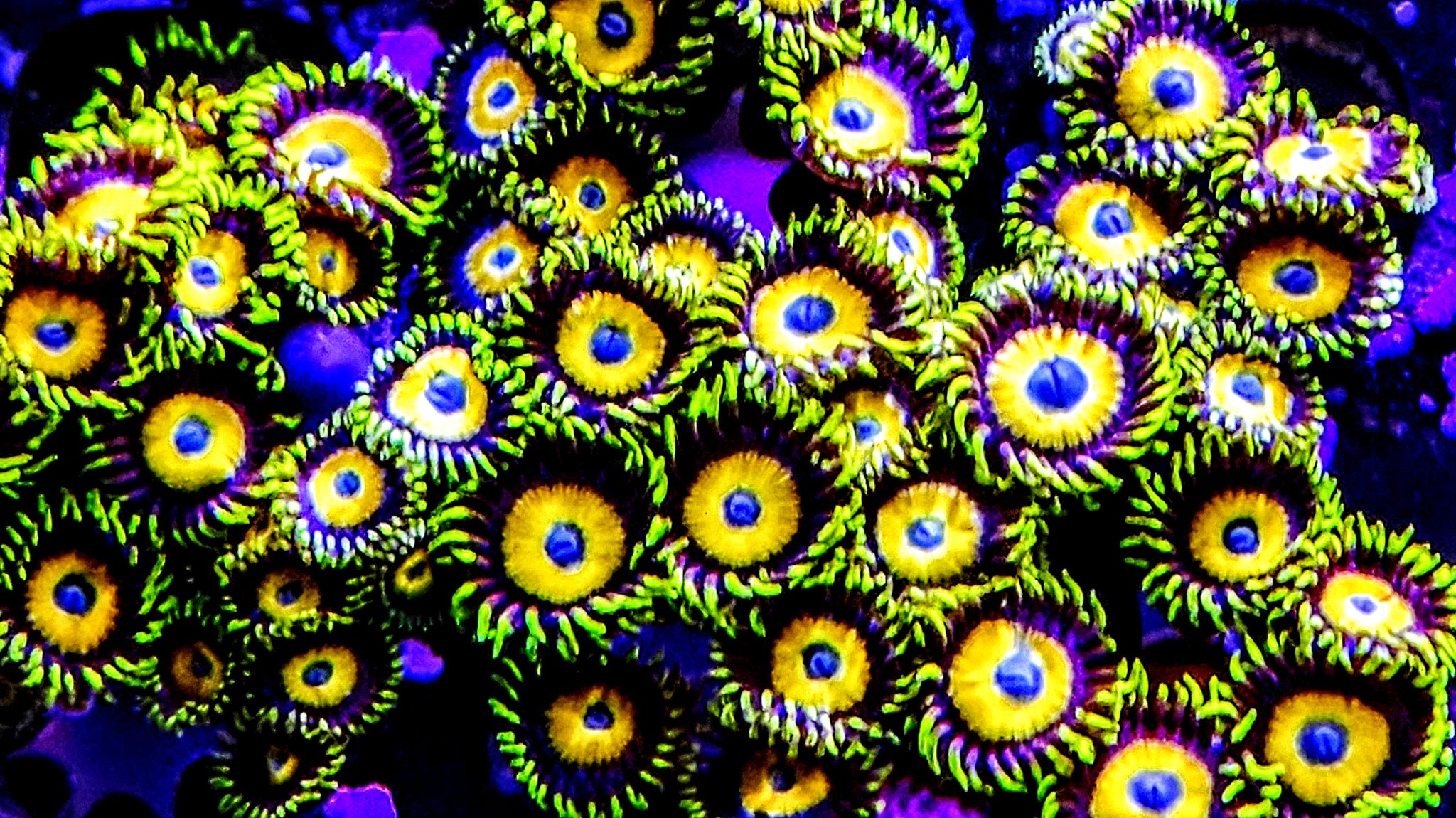 ZOAS & PALYS – Palmetto Reef