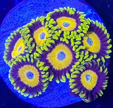 Load image into Gallery viewer, Scrambled Egg Zoanthid STOCK