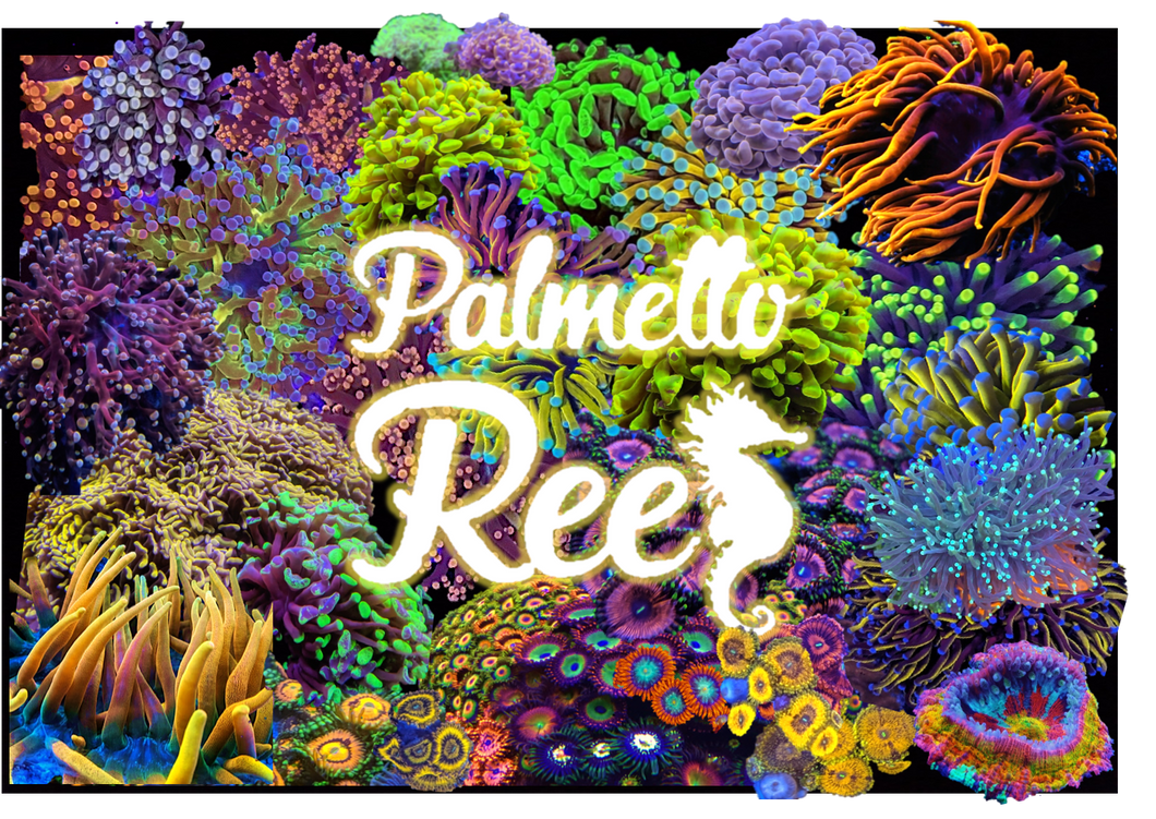 Palmetto Reef Gift Card