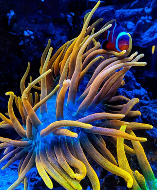 Elite Reef Colorado Sunburst Anemone