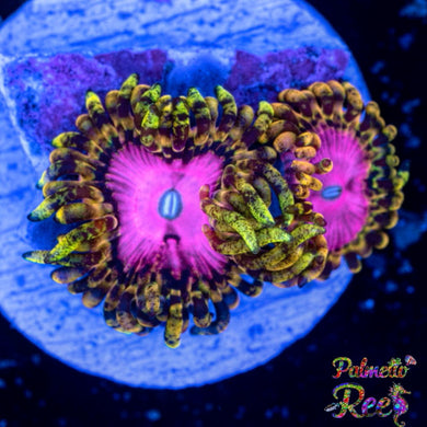 Pink Diamond Zoa STOCK